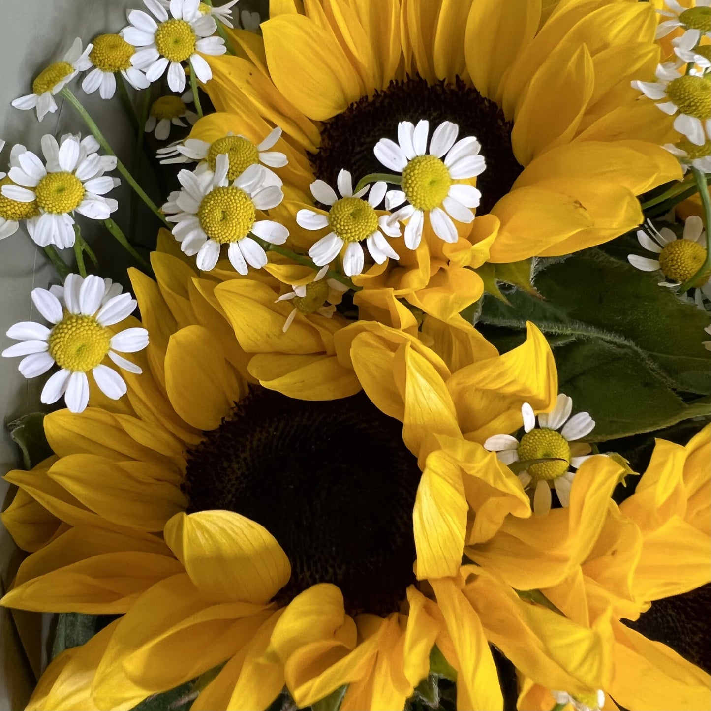 Golden Glow: Sunflowers with Chamomile Charm