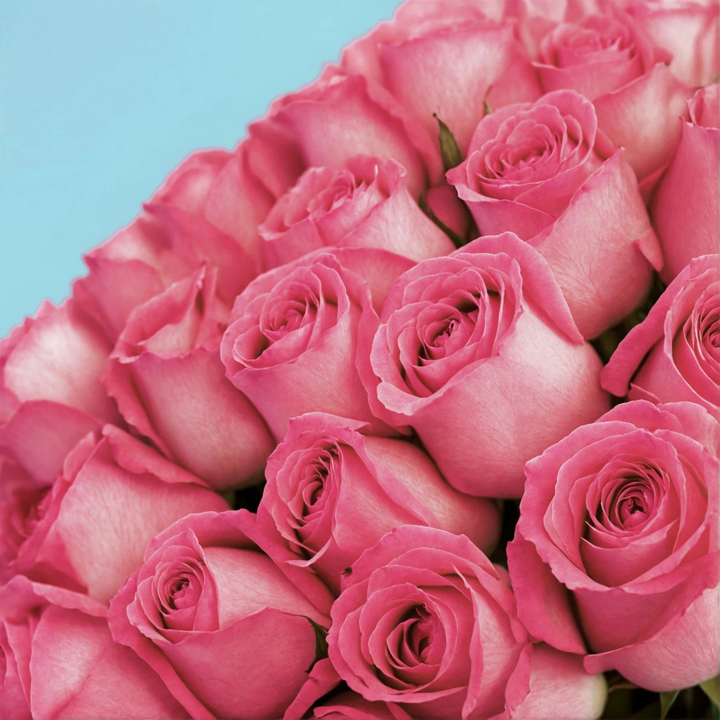 101 A Blooming Expression of Grace and Affection