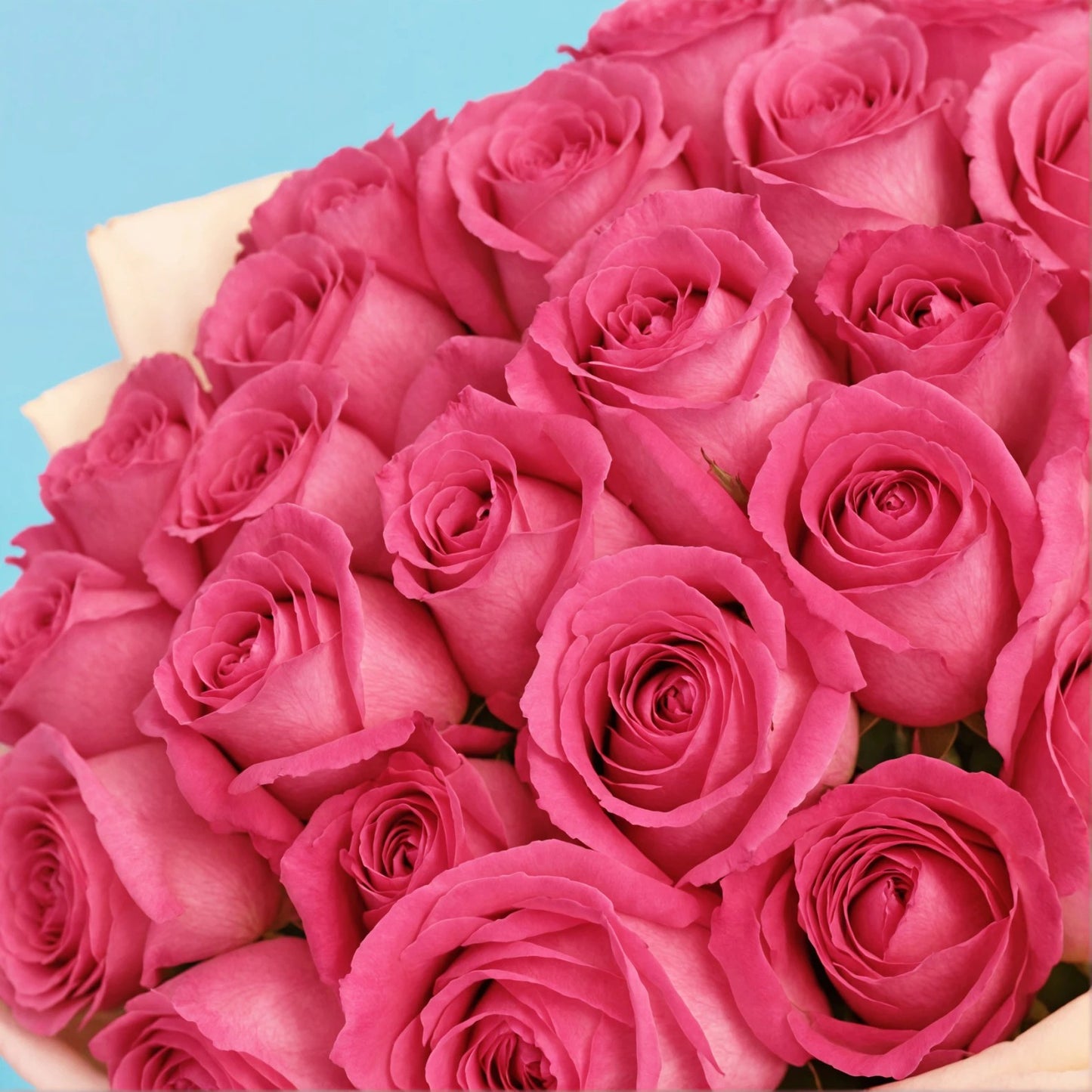 Blushing Elegance: 35 Pink Roses
