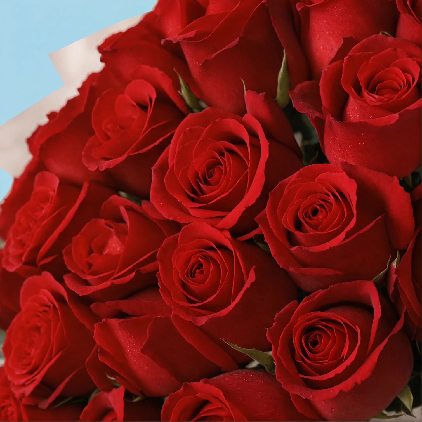 Elite Elegance: 33 Premium Red Roses