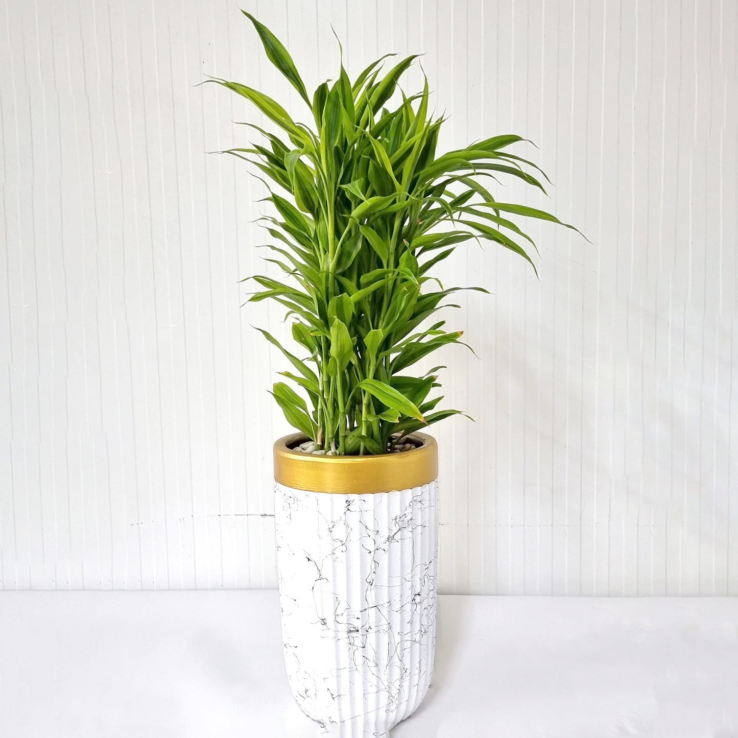 Sanderiana Gold Plant