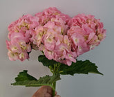 11 Veronica pink Hydrangea bouquet