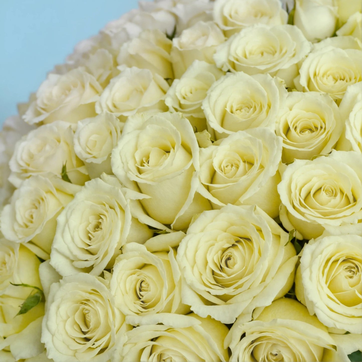 101 A Pure and Timeless Expression of Elegance