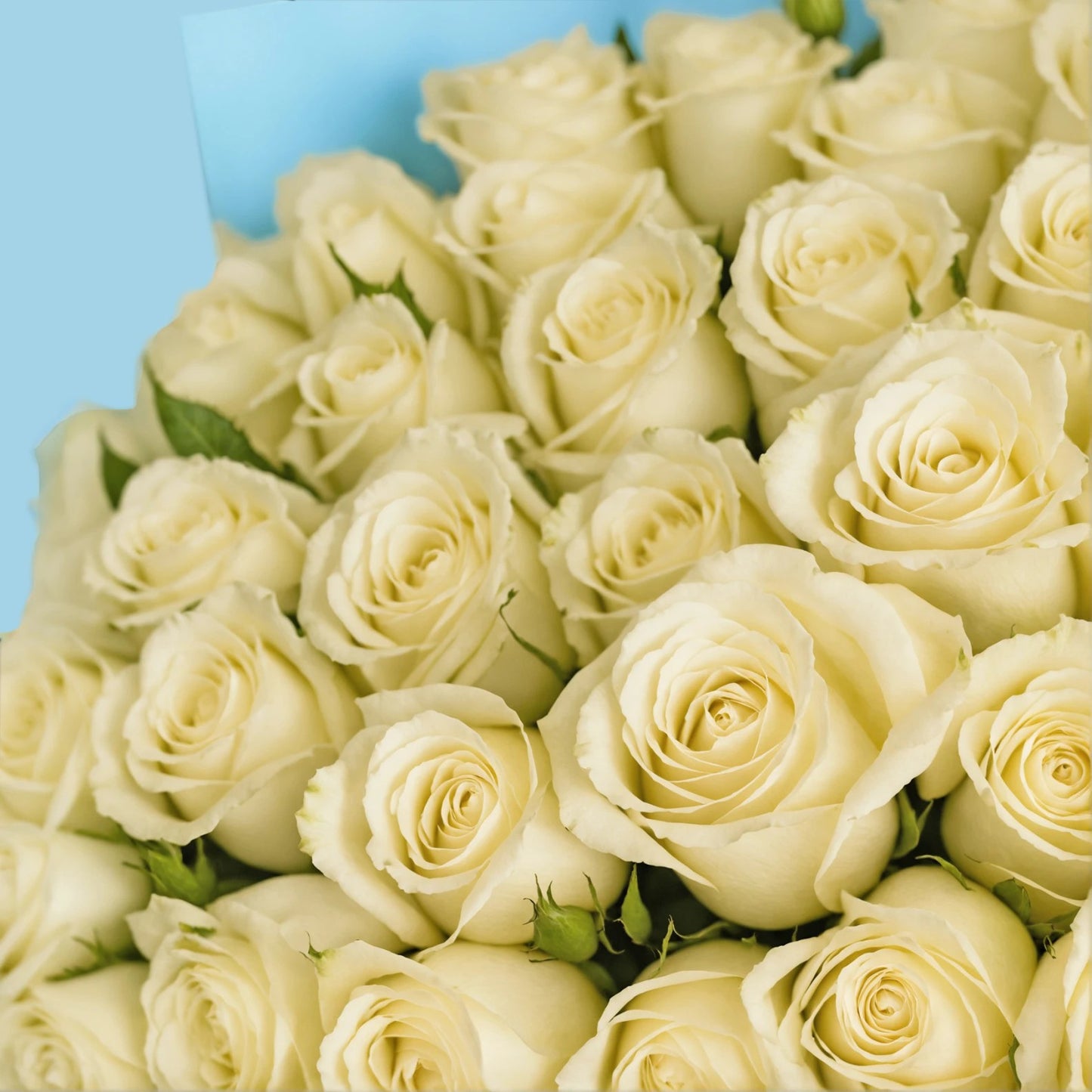 Redefining Beauty in Simplicity: 35 White Roses