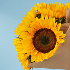 Six Radiant Sunshine - Sunflower