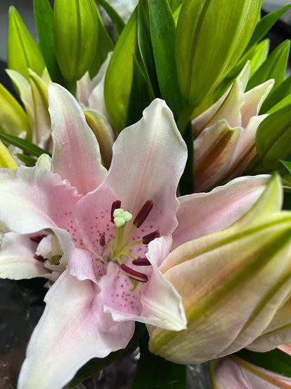 Oriental Lily - Strong Love Pink