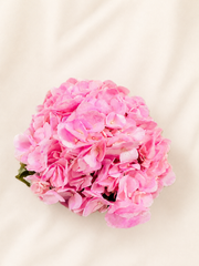 11 pink Tinted Hydrangea Bouquet Mother's Day Special