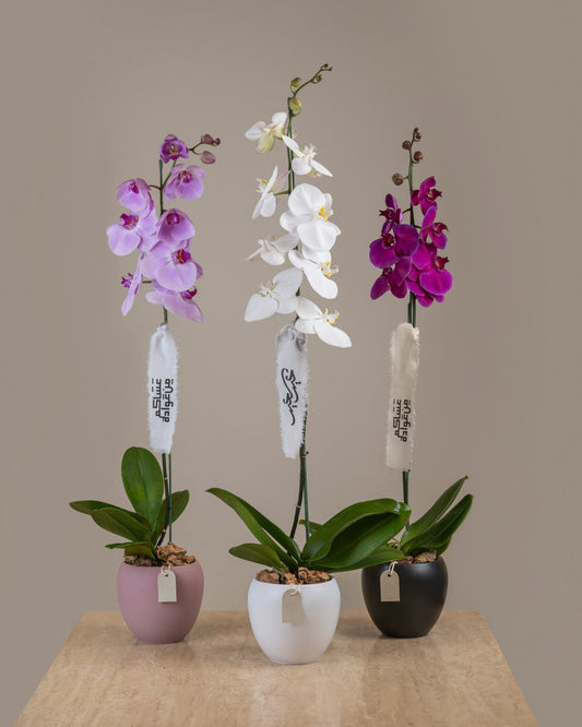 Orchid Plant