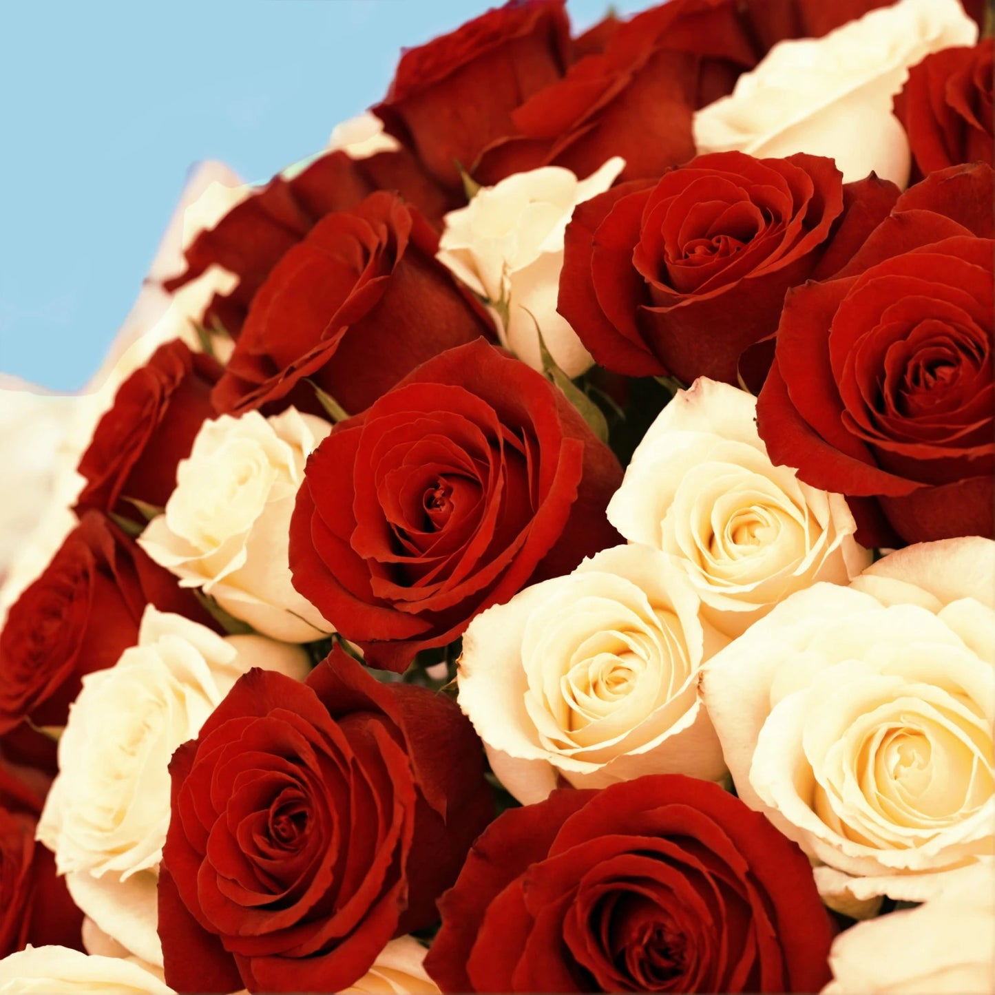 Elegant Fusion: 33 White and Red Roses