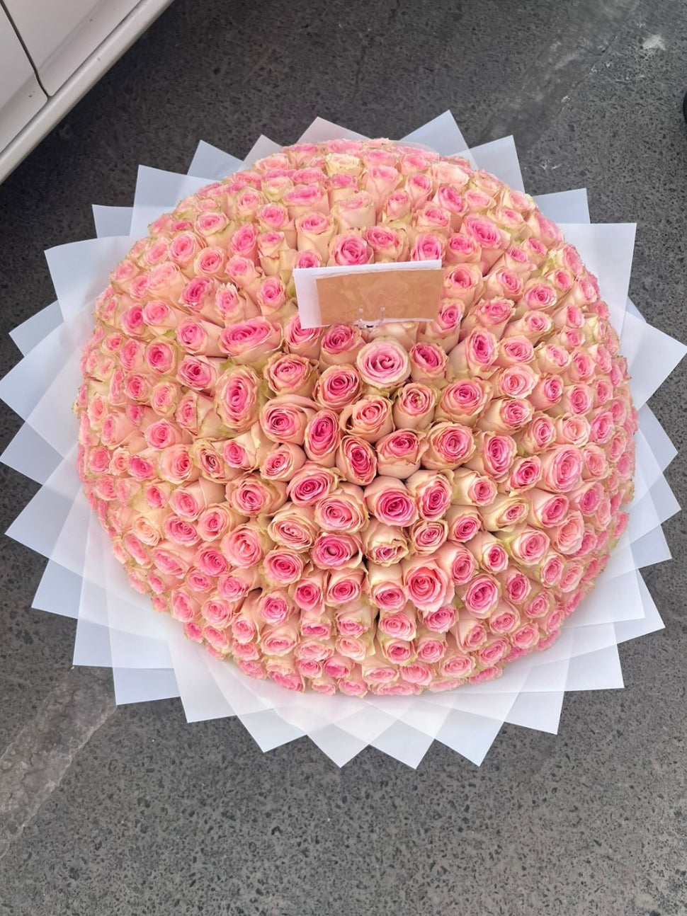 Royal Blush 301 Roses