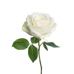 Single PC White Rose Stem