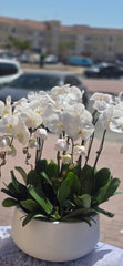 Elegant White Orchid Arrangement in Ceramic Planter(10-Piece White Orchid Arrangement)