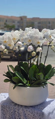 Elegant White Orchid Arrangement in Ceramic Planter(10-Piece White Orchid Arrangement)