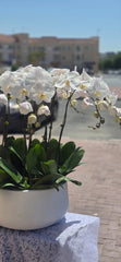 Elegant White Orchid Arrangement in Ceramic Planter(10-Piece White Orchid Arrangement)