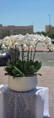Elegant White Orchid Arrangement in Ceramic Planter(10-Piece White Orchid Arrangement)