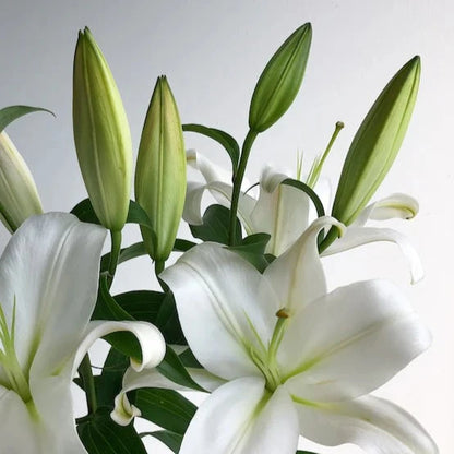 Oriental Lily - Strong Love White