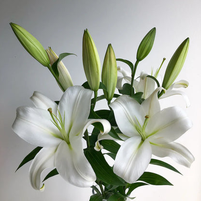 Oriental Lily - Strong Love White